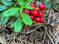 Red lingonberries growing on a bush in the forest Royalty Free Stock Photo
