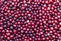 Red lingonberry background