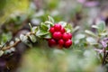 red lingonberry cranberries growing in moss in forest