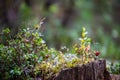 red lingonberry cranberries growing in moss in forest