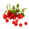 Red lingonberry foxberry, cowberry isolated on white