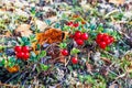 Red Lingonberry on the ground Royalty Free Stock Photo