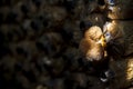 Red lingzhi on the cultivation farm, was quite dark, I could see mushrooms growing out of the plastic bag