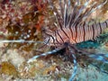 Red Lion Fish Royalty Free Stock Photo
