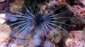 Red lion fish next of coral Royalty Free Stock Photo