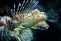 Red lion fish swimming in an aquarium