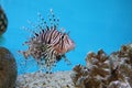 The red lion fish in water on blue background Royalty Free Stock Photo