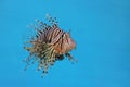 The red lion fish in water on blue background Royalty Free Stock Photo