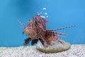 The red lion fish in water on blue background Royalty Free Stock Photo