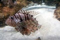 Red Lionfish