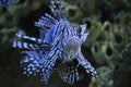 Red lionfish Royalty Free Stock Photo