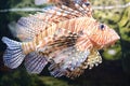 Red Lionfish Royalty Free Stock Photo