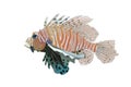 Red Lionfish