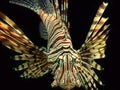 Red Lionfish Aquatic Animal