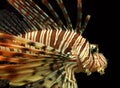 Red Lionfish Aquatic Animal