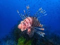 The Red Lionfish or Red firefish during a leisure dive in Mabul Island, Semporna, Tawau. Sabah, Malaysia, Borneo.