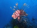 The Red Lionfish or Red firefish during a leisure dive in Mabul Island, Semporna, Tawau. Sabah, Malaysia, Borneo.