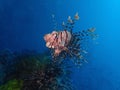 The Red Lionfish or Red firefish during a leisure dive in Mabul Island, Semporna, Tawau. Sabah, Malaysia, Borneo.