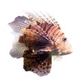 Red lionfish. Isolated
