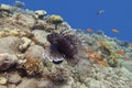 Red lionfish, predatory sea fish above colorful coral reef at bottom of tropical sea, underwater landscape Royalty Free Stock Photo