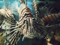 Red lionfish Pterois miles swimming. Dangerous poisonous fish close-up Royalty Free Stock Photo