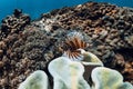 Red lionfish or Pterois volitan on coral reef in tropical blue sea Royalty Free Stock Photo