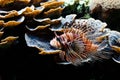 Red Lionfish (Pterois volitans) Royalty Free Stock Photo