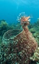 Red lionfish (Pterois volitans) Royalty Free Stock Photo