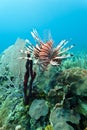 Red lionfish (Pterois volitans) Royalty Free Stock Photo