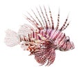 The Red Lionfish (Pterois volitans). Royalty Free Stock Photo