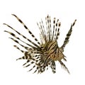 Red lionfish - Pterois volitans Royalty Free Stock Photo