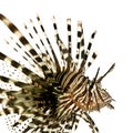 Red lionfish - Pterois volitans Royalty Free Stock Photo