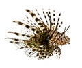 Red lionfish - Pterois volitans Royalty Free Stock Photo