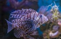 Red lionfish or Pterois volitans . Beautiful lion fish in deep sea aquatic water aquarium with coral reef