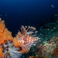 Red lionfish, Pterois volitans. Richest reefs in the world. Misool, Raja Ampat, Indonesia