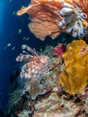 Red lionfish, Pterois volitans. Richest reefs in the world. Misool, Raja Ampat, Indonesia