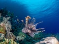 Red lionfish, Pterois volitans. Richest reefs in the world. Misool, Raja Ampat, Indonesia