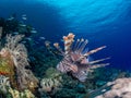 Red lionfish, Pterois volitans. Richest reefs in the world. Misool, Raja Ampat, Indonesia