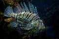 Red lionfish - Pterois volitans venomous coral reef fish, Scorpaenidae, order Scorpaeniformes. Indo-Pacific region, invasive prob Royalty Free Stock Photo