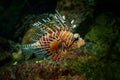 Red lionfish - Pterois volitans venomous coral reef fish, Scorpaenidae, order Scorpaeniformes. Indo-Pacific region, invasive prob Royalty Free Stock Photo