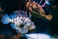 Red Lionfish Pterois Volitans Is Venomous Coral Reef Fish Swimmi Royalty Free Stock Photo