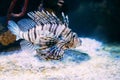 Red Lionfish Pterois Volitans Is Venomous Coral Reef Fish Swimmi Royalty Free Stock Photo