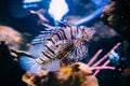 Red Lionfish Pterois Volitans Is Venomous Coral Reef Fish Swimming Royalty Free Stock Photo