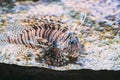 Red Lionfish Pterois Volitans Is Venomous Coral Reef Fish Swimming In Aquarium. One Of The Most Poisonous Fish In Sea Royalty Free Stock Photo