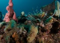 Red Lionfish on a reef in Florida Royalty Free Stock Photo