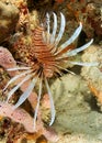 Red Lionfish on a reef in Florida Royalty Free Stock Photo