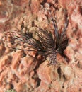 Red Lionfish on a reef in Florida Royalty Free Stock Photo