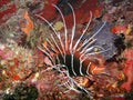 Red lionfish, Seychelles Royalty Free Stock Photo