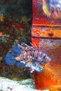 Red lionfish in tank