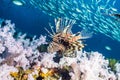 The red lionfish is a venomous coral reef fish in the family Scorpaenidae, order Scorpaeniformes. It is mainly native to the Indo- Royalty Free Stock Photo